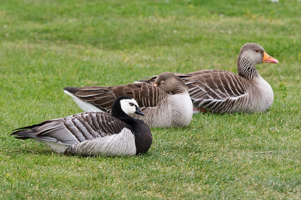 Kensington goose sales